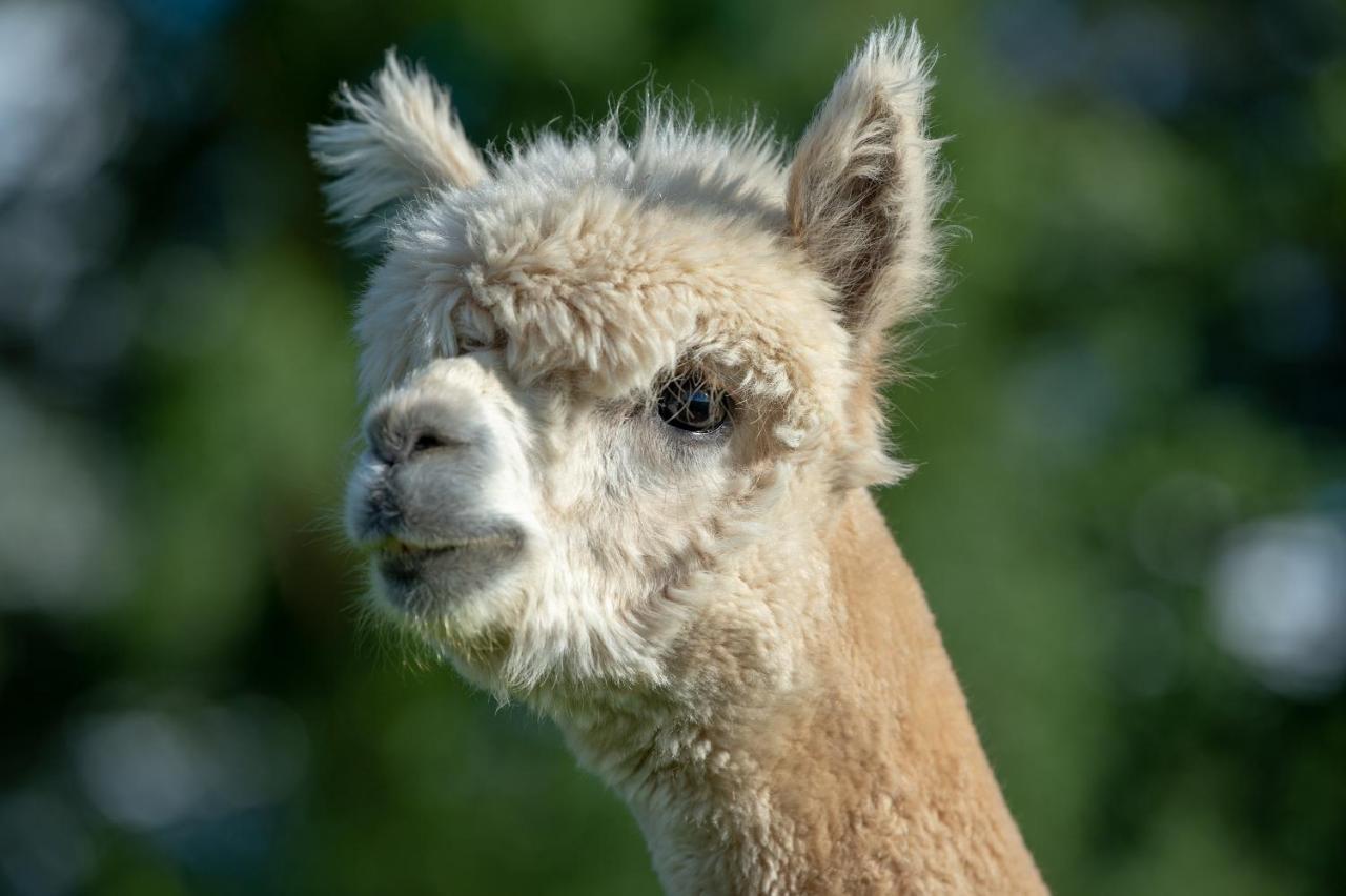 Alpaca Fold Villa Preston  Luaran gambar