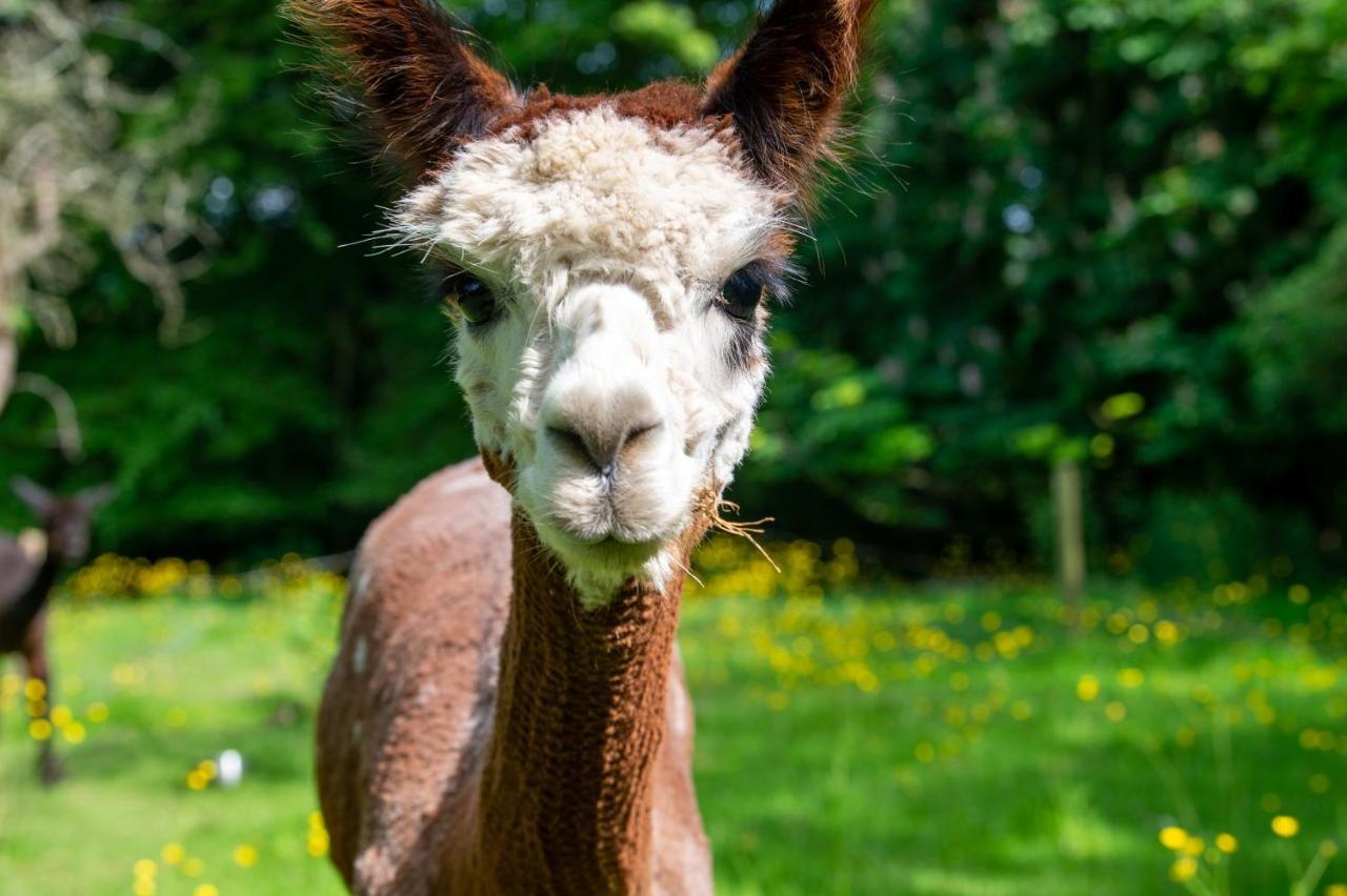 Alpaca Fold Villa Preston  Luaran gambar